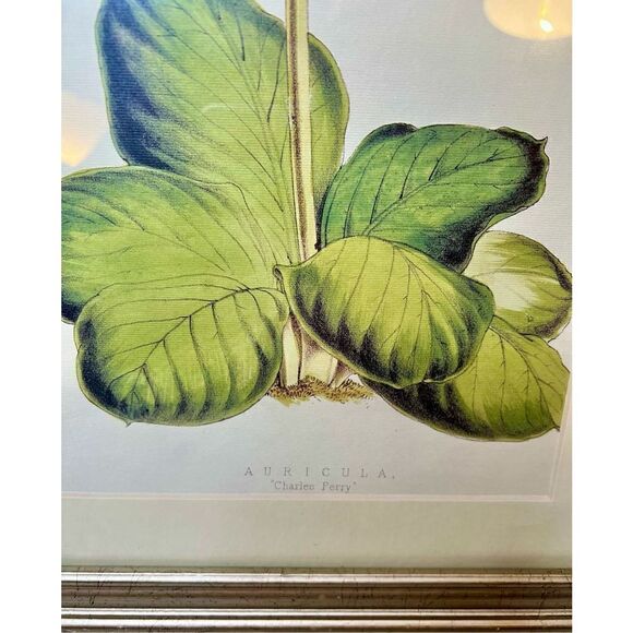 Auricula “Charles Perry” Framed and Matted Print 16” x12” - Picture 4 of 9